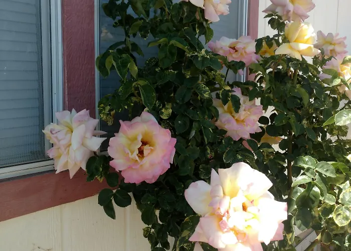 Rose's Willcox